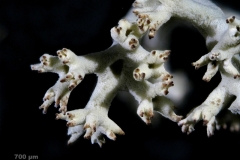Cladonia_portentosa-25x