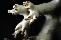 Cladonia_portentosa-50x