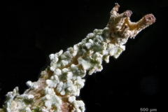 Cladonia_squamosaVarSquamosa-25x