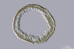 1000-Cladonia_unicalis-200x-HF