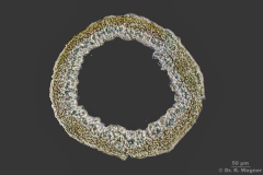 1000-Cladonia_unicalis-200x-PH