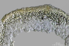 1000-Cladonia_unicalis-630x-HF