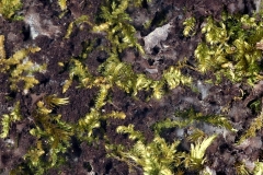 Leptogium_lichenoides-Fundort