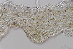 Leptogium_lichenoides-QS-630x-HF
