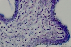 Leptogium_lichenoides-QS-630x-Lacto