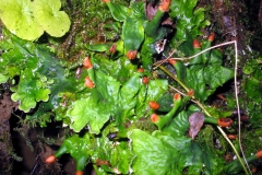 Peltigera_leucophlebia-Frucht