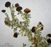 Stereocaulon dactylophyllum