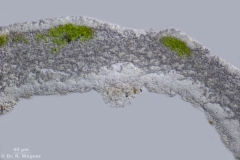 1000-Cladonia_gracilis-QS-HF