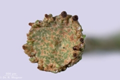 1000-Cladonia_gracilis-oben