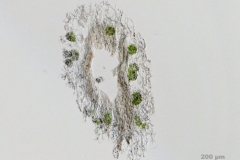 Cladonia_portentosa-QS100x